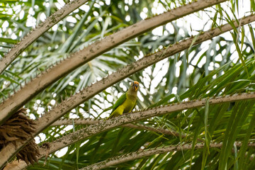 Birds called Maritacas, with green and yellow feathers, eating fruit from the tree in a Brazilian park. Family of Psittacidae of the genus Pionus. Selective focus.
