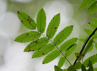 Vegetative background from leaves and plants. Lush, natural foliage. Green vegetation backdrop. Top view of a bed of green plants background. High quality image for professionnal compositing.