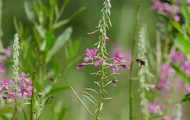 Beautiful cosmos flower field in sunny.