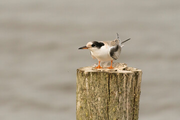 Common Tern (Sterna hirundo) juvenile perched on a wooden pole in a lake