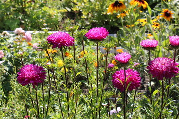 Fototapeta premium pink aster flowers in the garden