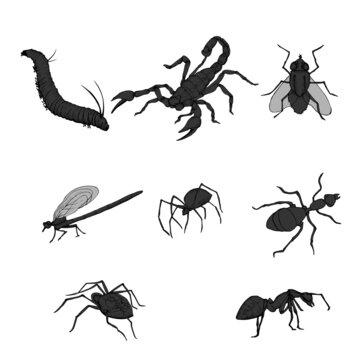 vector, isolated, set of insects