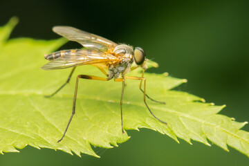Rhagionidae fly watching its next prey