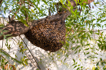 Honeybee swarm hanging on the tree, Swarm of bees building a new hive surrounding the tree.