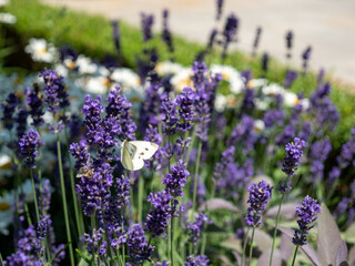 Obraz premium Texture background and plants concept: purple,fragrant and blooming lavender flowers on a sunny day.