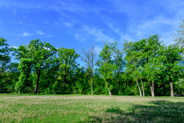 Obraz premium Landscape with old green trees in Mogosoaia Park (Parcul Mogosoaia), a weekend attraction close to Bucharest, Romania, in a sunny spring day.