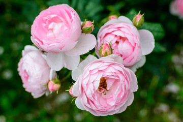 Large green bush with fresh vivid pink roses, smaller blooms and green leaves in a garden in a sunny summer day, beautiful outdoor floral background photographed with soft focus.