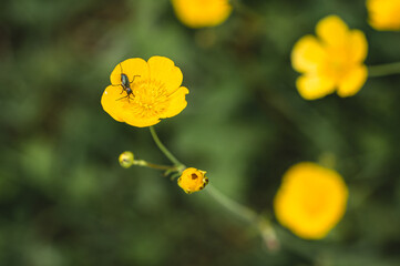 Obraz premium Field of vibrant yellow buttercup flowers