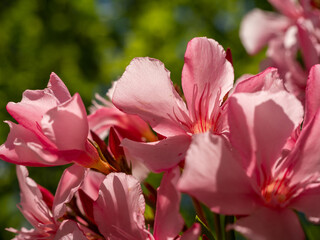 Pink oleander blossom, macro photography, Nerium Oleander
