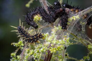 Caterpillar of the peacock butterfly, Inachis io, with newly shed skin