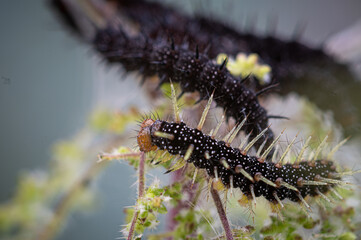 Caterpillar of the peacock butterfly, Inachis io, with newly shed skin