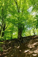 Fototapeta premium forest in the morning