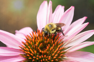 Bumblebee collecting pollen on an echinacea flower