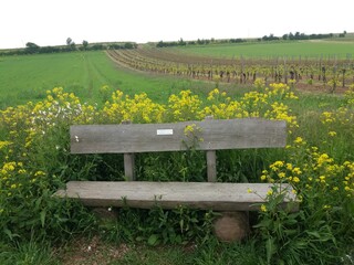 Banco de madeira no Vinhedo