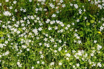 Obraz na płótnie Canvas flowers on grass