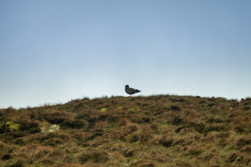 Stercorarius skua at the breeding site on the island of Runde