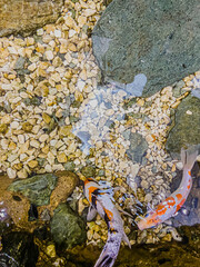 水, あばたのある, 自然, 海, 石, 岩, アブストラクト, 質感, 岩, 浜, 流れ, 海, 川, 色, 水中の, サマータイム, 小石, 秋, コケ, そこ, 模様, 湖, カラフル, ざらざらの, 湿気