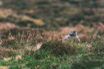 Stercorarius skua at the breeding site on the island of Runde