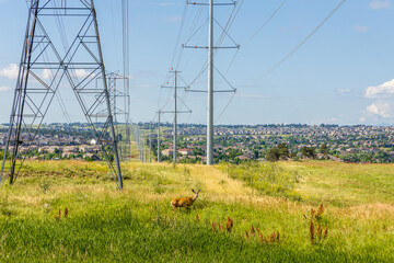 Colorado Living. Centennial, Colorado - Denver Metro Area Residential Panorama with power lines and...