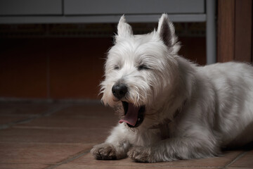 Portrait of the West Highland White Terrier. The dog is lay down on the floor. Ears upright and tongue out.