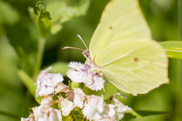 A butterfly from the lemongrass sits on a flower . Collect nectar