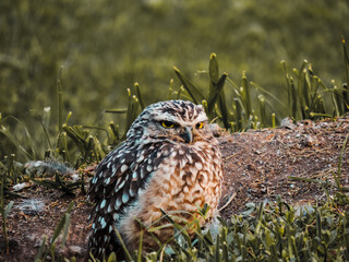 Small brown owl in grass field, closed shots