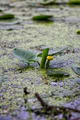 water lily on the water