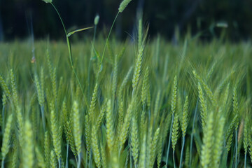 Young wheat plants growing on the soil, Amazingly beautiful endless fields of green wheat grass go far to the horizon.