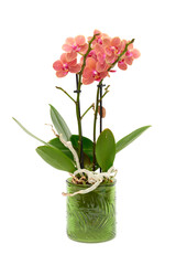Orange orchid phalaenopsis blossom close up in transparent glass flowerpot isolated on white background