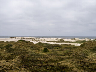 Sand dune landscape called The Planks Way on the island of Amrum, Germany.
