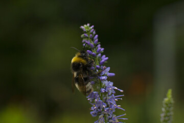 the striped bumblebee collects pollen and nectar on the flower. Summer