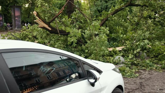 Car accident vehicle crashed into wood. Car crushed tree on top it wood split