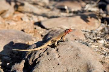 Galapagos Lava Lizard Microlophus albemarlensis, Espanola Island, Galapagos, Ecuador