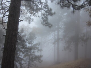 Obraz premium fog in the woods