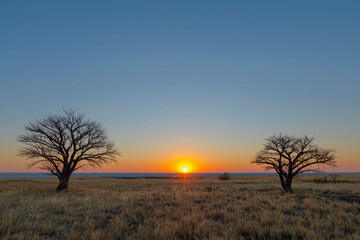Two dry trees at sunset on Kukonje Island