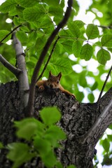 squirrel on a tree