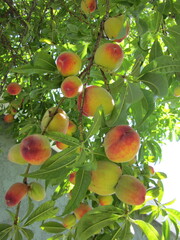 peaches on a branch