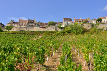 Fototapeta na wymiar Tapis de vignes sur les pentes de Vézelay (89450), département de l'Yonne en région Bourgogne-Franche-Comté, France