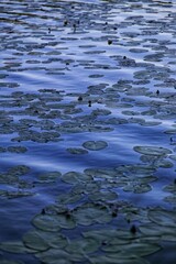 Water lilies on the lake