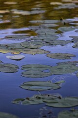 water lily in water