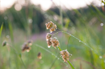 Background of wet meadow grass with dew drops