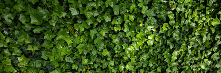 Fototapeta na wymiar green ivy background