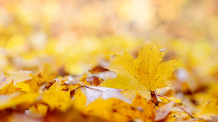 Delicate autumn background with fallen maple leaves in yellow pastel colors