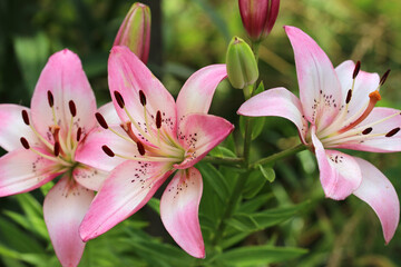 White-pink lily on blurred background. Lilium.