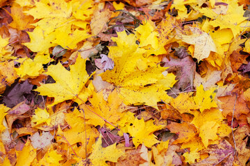 Naklejka na ściany i meble Autumn background with fallen maple leaves, top view