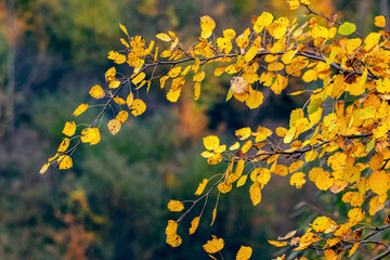 Yellow aspen leaves on a tree in the autumn forest