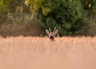 Funny roe deer in the wheat