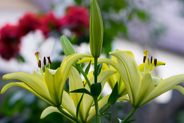 Lilium maculatum Thunb. yellow lily. beautiful lily flower. delicate white lilies in the garden, in the flowerbed. floral background. blurred natural background. flowering season, close-up