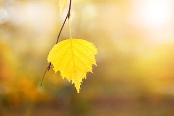 Yellow birch leaf in the forest on a blurred background, autumn background