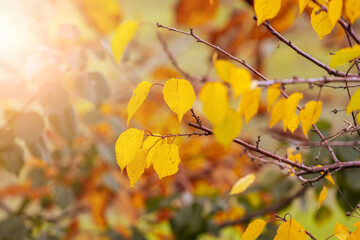 Fototapeta premium Yellow and orange leaves in the forest on the trees in sunny weather